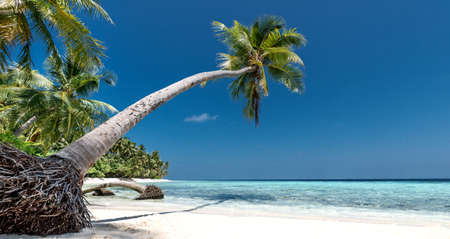 beautiful beach with palm treesの写真素材