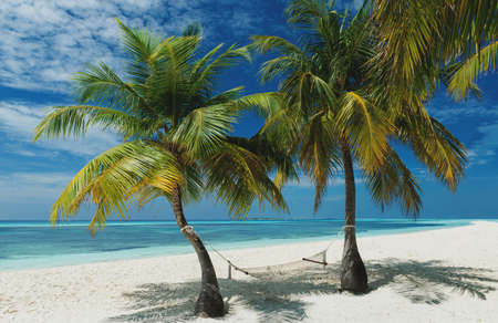 tropical beach with hammock between palm treesの写真素材
