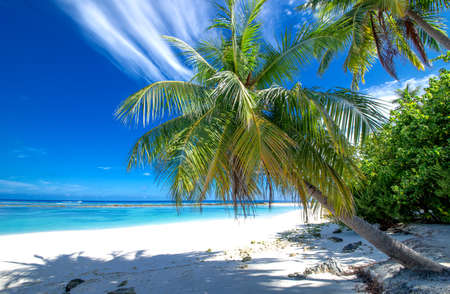 Tropical Beach on the Maldivesの写真素材