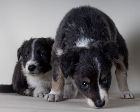 Studio shot of Young Border Collie sheepdog, adorable dog portrait isolated on white backgroundの写真素材