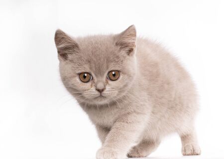 Frightened cat british shorthair blue cat with orange eyes looking at camera isolated on white backgroundの写真素材