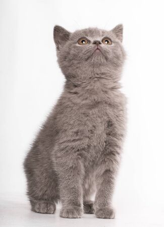 A cute gray cat british shorthair looking up isolated on white background with beautiful orange eyesの写真素材