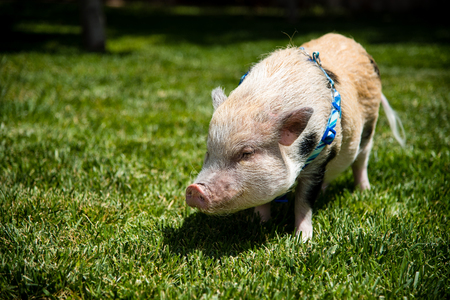 Pet Pig Walking in The Grassの写真素材