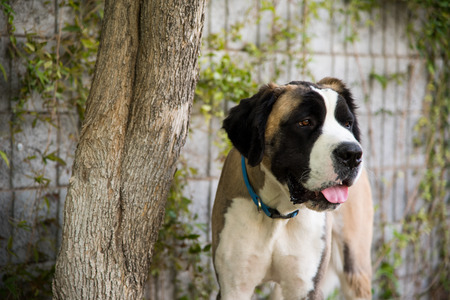 St. Bernard Dog Standing By A Treeの写真素材