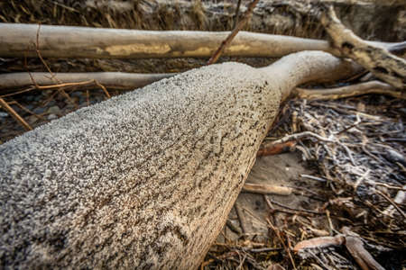 Baltic sea coast at frozen golden romantic sunset time, with frozen trunks and tree roots at the beach on empty shore, Natural background.の写真素材