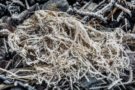 Frozen ground with frozen leaves, stones, sticks and straw at the beach in winterの写真素材