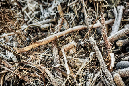 Frozen ground with frozen leaves, stones, sticks and straw at the beach in winterの写真素材
