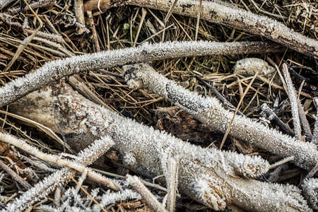 Frozen ground with frozen leaves, stones, sticks and straw at the beach in winterの写真素材
