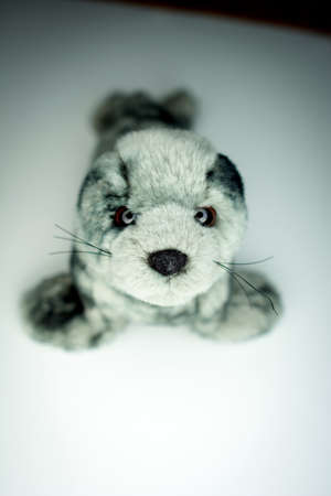close up of a gray plush fur seal isolated on white background