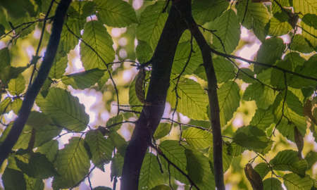 Branch, illuminated by the sun with a bright green foliageの写真素材
