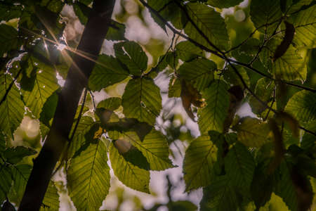 Branch, illuminated by the sun with a bright green foliage