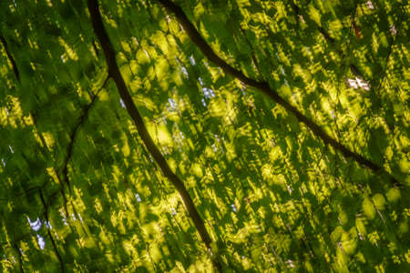 Branch, illuminated by the sun with a bright green foliageの写真素材