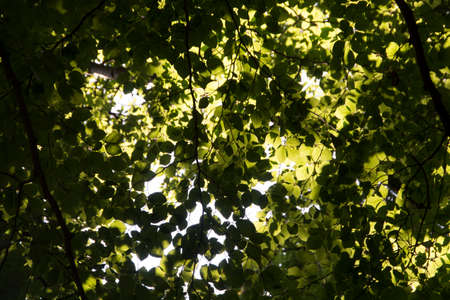 Branch, illuminated by the sun with a bright green foliageの写真素材