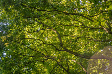 Branch, illuminated by the sun with a bright green foliage