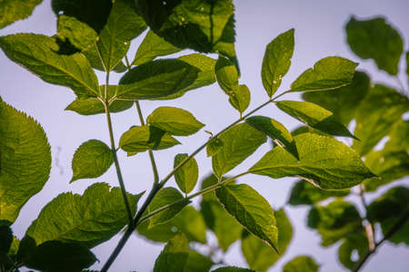 Branch, illuminated by the sun with a bright green foliage