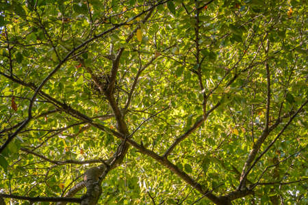 Branch, illuminated by the sun with a bright green foliageの写真素材
