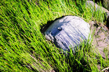 art abstract spring background or summer background with fresh green grass on the foreground...