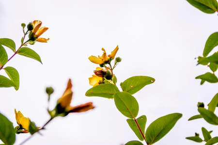 branchesの写真素材