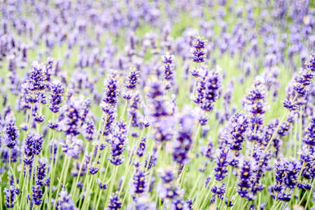 Beautiful colorful flowers as background