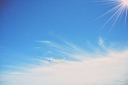 seagull bird flying on the beautiful sky, sun and white clouds in the morning at the seaの写真素材