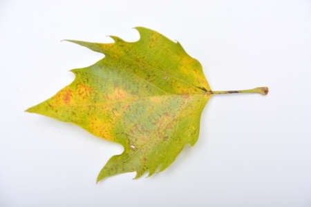 wonderful colorful autumn leaves from a London plane treeの写真素材