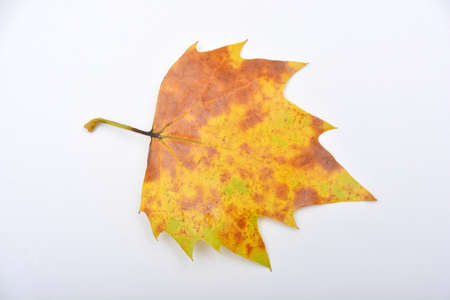wonderful colorful autumn leaves from a London plane tree