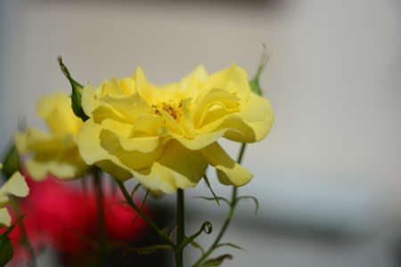 Beautiful yellow rose, close-upの写真素材