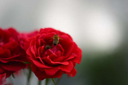 Red Roses on a bush in a garden.の写真素材