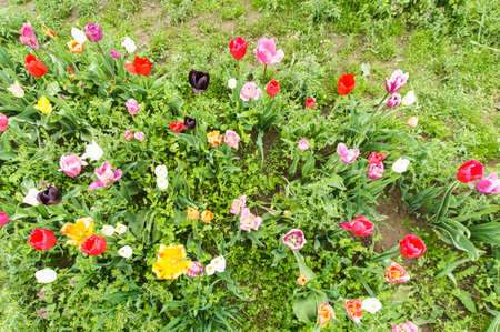 Colorful tulips on a fieldの写真素材