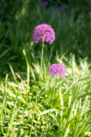 Purple globe allium flower in the spring
