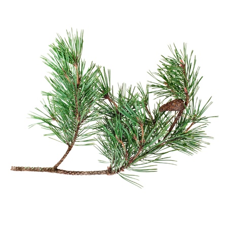 Pine branch with cones on a white background の写真素材