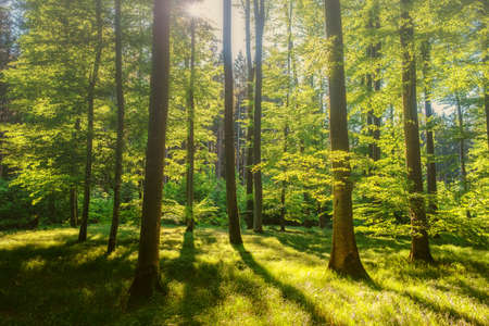 light in a forest with old trees in spring