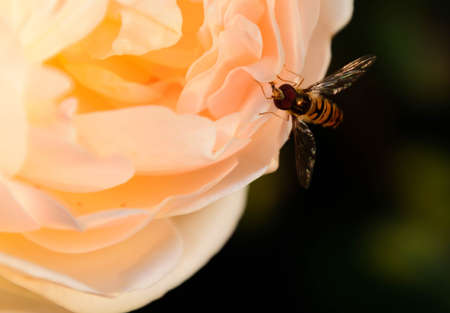 hover fly sitting on a rose blossomの写真素材