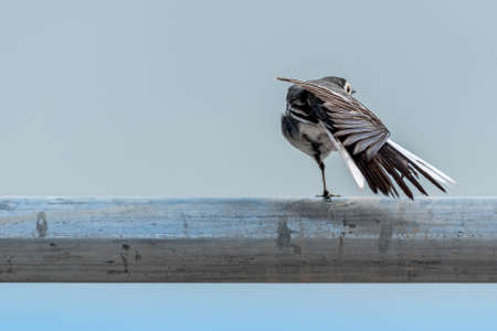 wagtail bird sitting on a grey railing