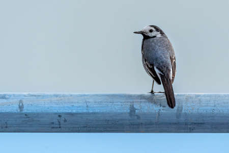 wagtail bird sitting on a grey railingの写真素材
