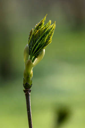growing tree in sunny spring light
