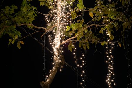 diod light on tree in holidaysの写真素材