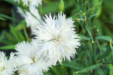 fresh white flowerの写真素材