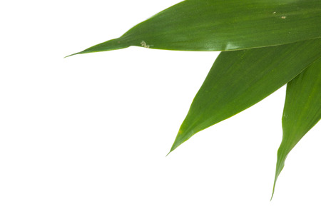green leaf on white backgroundの写真素材