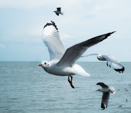 bird on water in daylighhtの写真素材