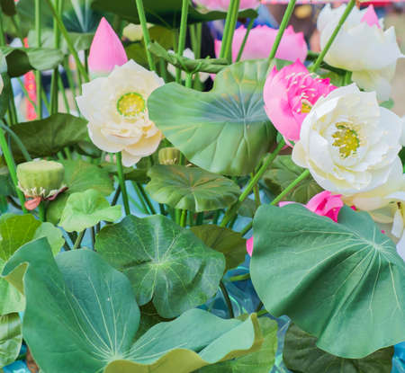 beautiful lotus flower from handnadeの写真素材