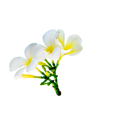 bouquet of white plumeria flower on white backgroundの写真素材