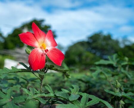 Highlight hipster flower in blur background, Selective focus at flowerの写真素材