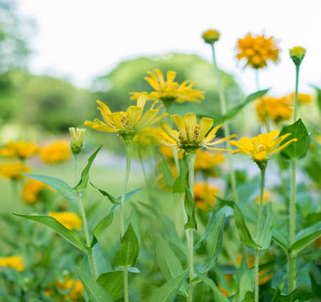 Defocus of hipster flower in blossom, blur backgroundの写真素材