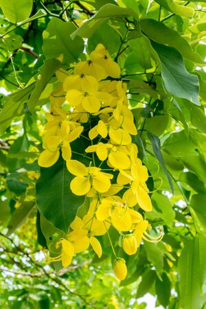 Golden shower flower tree, Cassia fistula in summerの写真素材