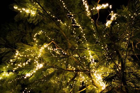 led light on tree at holidays nightの写真素材