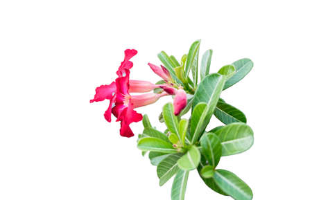 Pink Plumeria spp. (frangipani flowers, Frangipani, Pagoda tree or Temple tree) on background.の写真素材