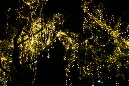 led light on tree at holidays night
