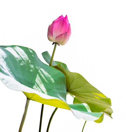 Pink lotus on white backgroundの写真素材