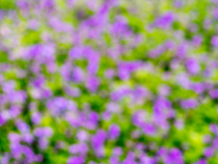 De-focus of purple flower in gardenの写真素材